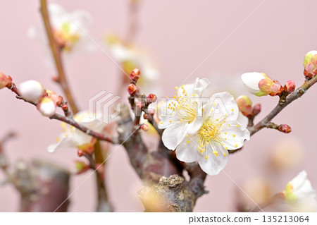 梅花告訴春天的到來 135213064