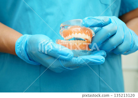 Dental teeth model on white background for learn about dentistry. 135213120