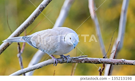 Eurasian Collared Dove (Streptopelia decaocto), Greece Eurasian Collared Dove (Streptopelia decaocto), Greece 135213198