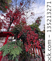 The contrast between the torii gate and autumn leaves 135213271