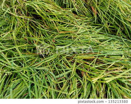 Beautiful green grass leaves texture with rain drops 135213380