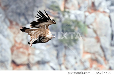 Griffon Vulture (Gyps fulvus), Crete, Greece 135213390