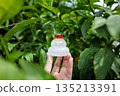Glass Kagami mochi held up in a green garden 135213391