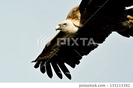 Griffon Vulture (Gyps fulvus), Crete, Greece 135213392