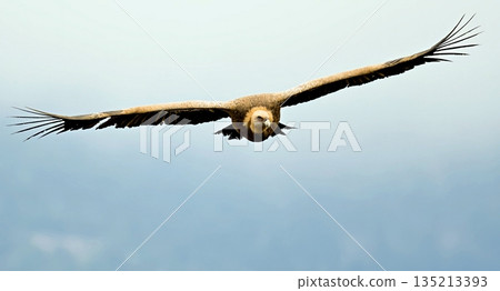 Griffon Vulture (Gyps fulvus), Crete, Greece Griffon Vulture (Gyps fulvus), Crete, Greece 135213393