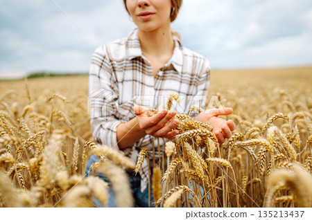A young woman farmer sorts through golden ripe ears of wheat in the field. Gardening concept. A young woman farmer sorts through golden ripe ears of wheat in the field. Gardening concept. 135213437