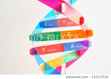 DNA molecule spiral structure model isolated on white background, chromosome and gene chemical science biology. 135213526