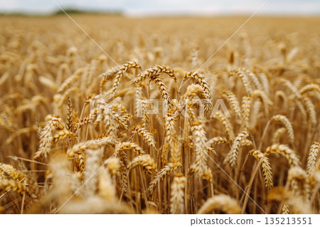 Close-up of ripe golden wheat in agricultural field. Harvest growth. Business concept, agriculture. 135213551
