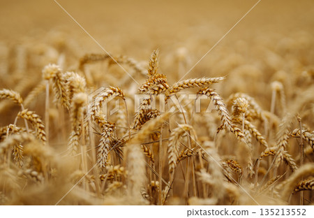 Close-up of ripe golden wheat in agricultural field. Harvest growth. Business concept, agriculture. Close-up of ripe golden wheat in agricultural field. Harvest growth. Business concept, agriculture. 135213552