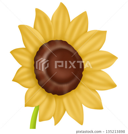 sunflower with sunflower sunflower with sunflower 135213898