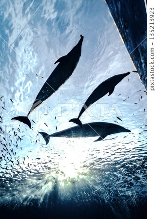 「水族館」海豚水族館 135213923