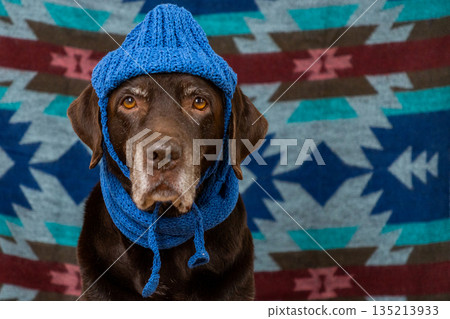 Labrador Retriever Dog in blue hat and scarf sits on floor with sad face against colored background. Labrador Retriever Dog in blue hat and scarf sits on floor with sad face against colored background. 135213933