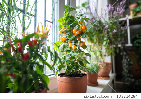 Homegrown of cherry yellow tomato, red hot pepper chili, Thai basil in clay pot growing at home Homegrown of cherry yellow tomato, red hot pepper chili, Thai basil in clay pot growing at home 135214264