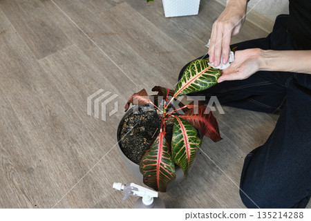 Woman caring for indoor plant by watering with a spray bottle in a bright room 135214288
