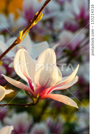 blooming branch of soulangeana plant in the uzhhorod garden or park. large pink flowers bathing in sunlight. nature background for april romance and longevity symbol 135214316