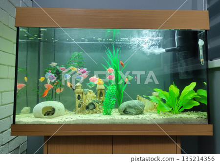 The close up of aquarium tank full of fish The close up of aquarium tank full of fish 135214356