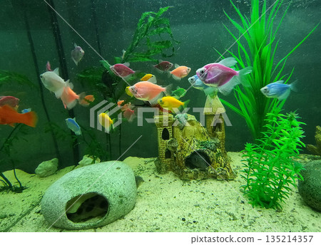 The pink zebra danio Glofish - close up of aquarium tank full of fish The pink zebra danio Glofish - close up of aquarium tank full of fish 135214357