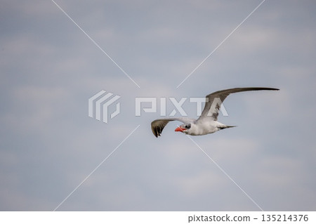 White cheeked tern flying against overcast sky in Egypt, seabird in smooth gliding flight with spread wings and wide copy space for travel or nature concepts White cheeked tern flying against overcast sky in Egypt, seabird in smooth gliding flight with spread wings and wide copy space for travel or nature concepts 135214376