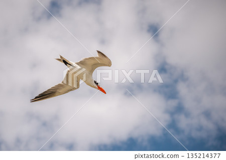 White cheeked tern flying in cloudy blue sky over Red Sea coast in Egypt, elegant seabird in mid air with spread wings White cheeked tern flying in cloudy blue sky over Red Sea coast in Egypt, elegant seabird in mid air with spread wings 135214377
