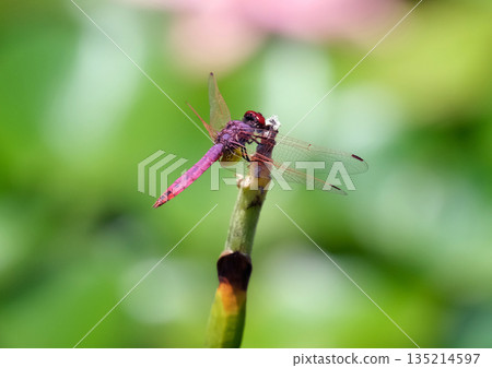Red-veined darter or nomad (lat.- Sympetrum fonscolombii) 135214597