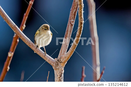 Common Chiffchaff (Phylloscopus collybita), Greece Common Chiffchaff (Phylloscopus collybita), Greece 135214612