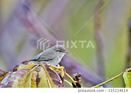 Common Chiffchaff (Phylloscopus collybita), Greece 135214614