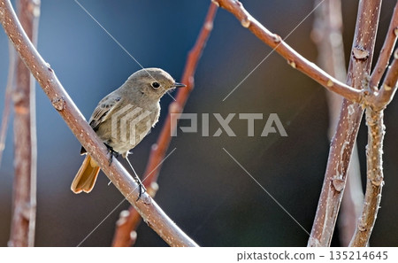 Black Redstart (Phoenicurus ochruros), Crete 135214645
