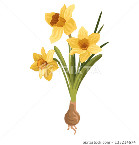 Hand-drawn spring yellow daffodil blooming flower with bulb isolated on white background  135214674