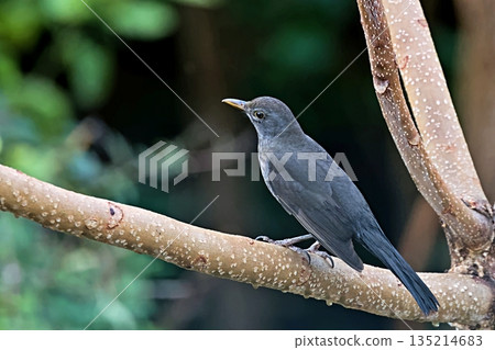 A Blackbird (Turdus merula), Crete A Blackbird (Turdus merula), Crete 135214683