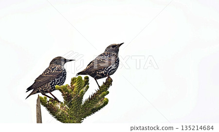Starling - Sturnus vulgaris, Greece Starling - Sturnus vulgaris, Greece 135214684