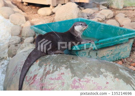 一隻水獺在岩石上休息 一隻水獺在岩石上休息 135214696