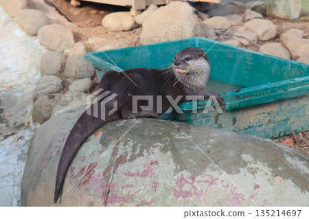 午後，一隻水獺懶洋洋地趴在岩石上。 135214697