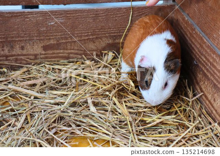 Fluffy guinea pigs have a cozy time in the hay 135214698