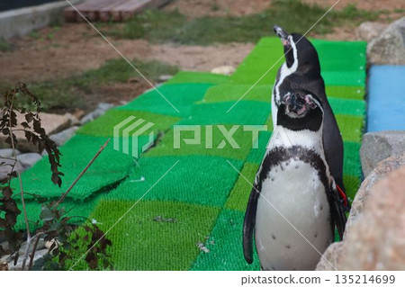 The adorable daily life of penguins walking on artificial turf The adorable daily life of penguins walking on artificial turf 135214699