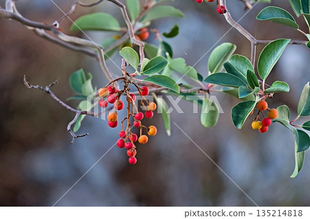 Arbutus andrachne, also known as Greek Strawberry Tree, Crete Arbutus andrachne, also known as Greek Strawberry Tree, Crete 135214818