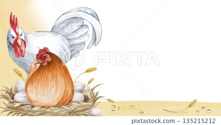 Horizontal frame with a white rooster and a brown laying hen on an isolated background. Watercolor illustration of a chicken family in a poultry yard in natural colors. Realistic birds for Easter 135215212