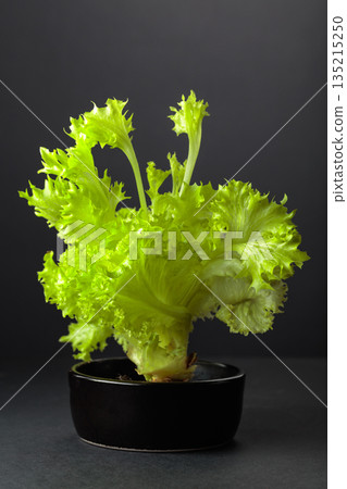 Fresh lettuce leaves on a black background. 135215250
