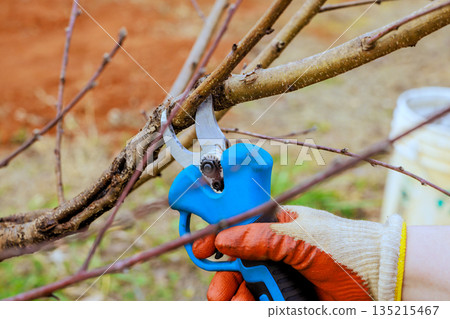 Hand gardener cuts branch using pruning shears in garden, preparing plants for coming spring season. Hand gardener cuts branch using pruning shears in garden, preparing plants for coming spring season. 135215467