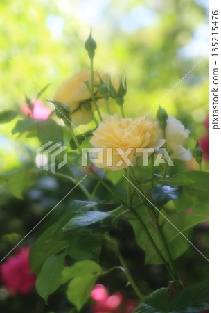 Rose of yellow Rose of yellow 135215476