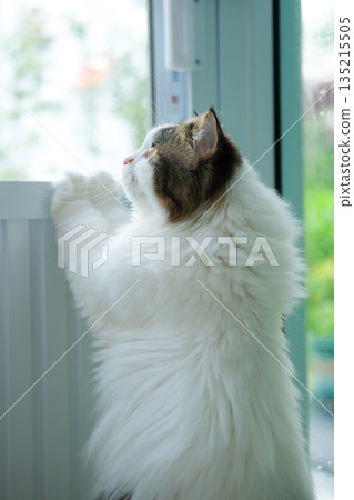 Cute fluffy white cat looking to the garden view by the window. 135215505