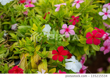 A mix of blooming flowers with pink, white and purple, in the garden 135215534