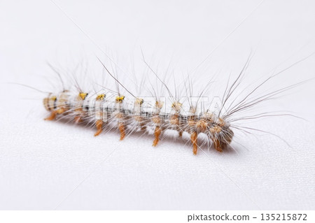 Hairy caterpillar crawls on white surface, showing small legs and soft fuzzy hairs with white and brown coloring 135215872