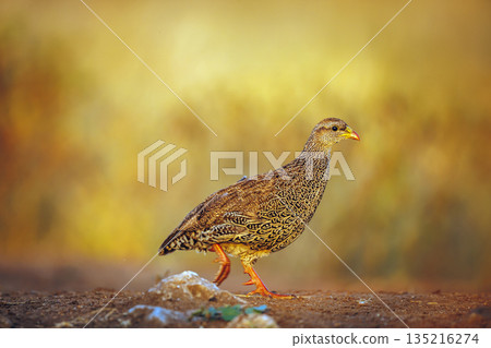 Natal francolin in Greater Kruger National park, South Africa 135216274