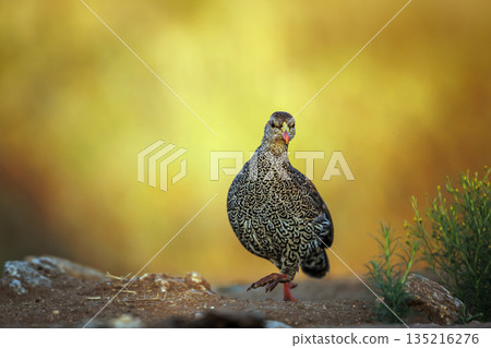 Natal francolin in Greater Kruger National park, South Africa 135216276