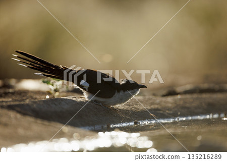Pied Cuckoo in Greater Kruger National park, South Africa Pied Cuckoo in Greater Kruger National park, South Africa 135216289