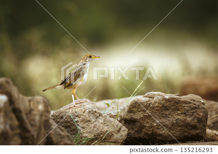 Rattling Cisticola in Greater Kruger National park, South Africa 135216293