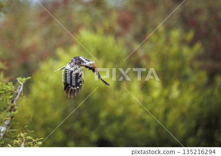 Southern Red billed Hornbill in Greater Kruger National park, South Africa Southern Red billed Hornbill in Greater Kruger National park, South Africa 135216294