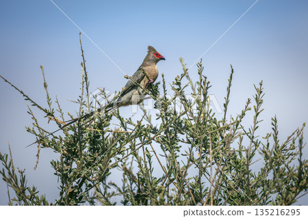 Red faced Mousebird in Greater Kruger National park, South Africa 135216295