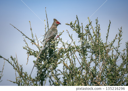 Red faced Mousebird in Greater Kruger National park, South Africa 135216296