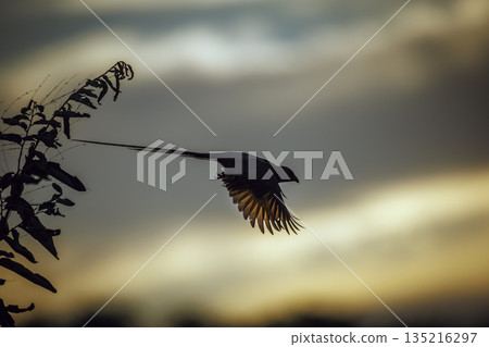 Red faced Mousebird in Greater Kruger National park, South Africa 135216297